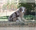 Small #12 Breeder Profile image