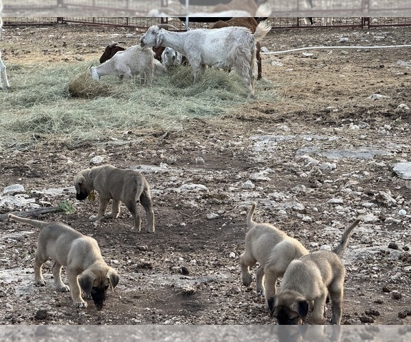 Medium Photo #6  Breeder Profile in MOUNTAIN HOME, TX, USA