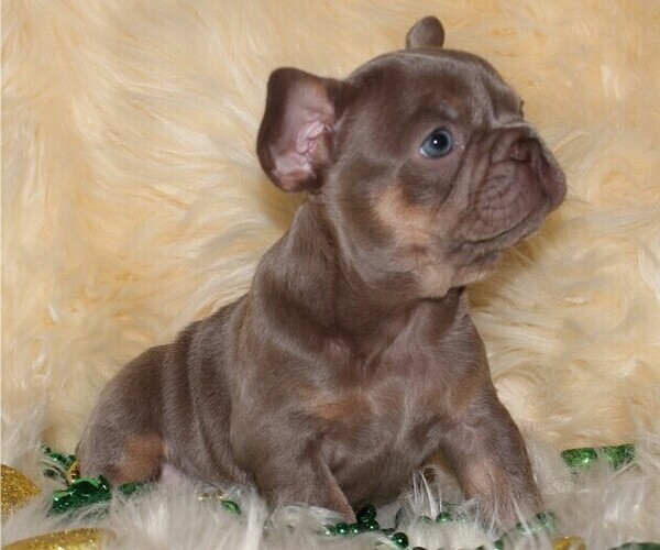 Medium Photo #1  Breeder Profile in BOSTON, MA, USA