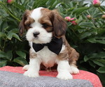 Small #41 Breeder Profile image
