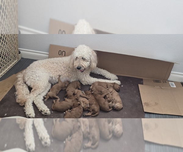 Medium Photo #3  Breeder Profile in NORTH LAS VEGAS, NV, USA