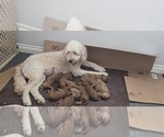 Small #2 Breeder Profile image