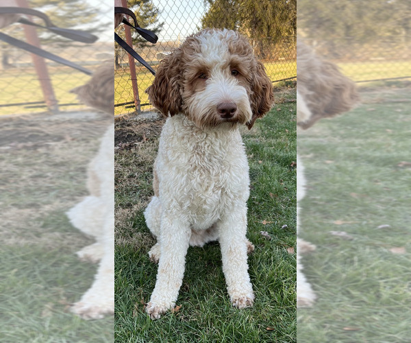 Medium Photo #4  Breeder Profile in NEWARK, OH, USA