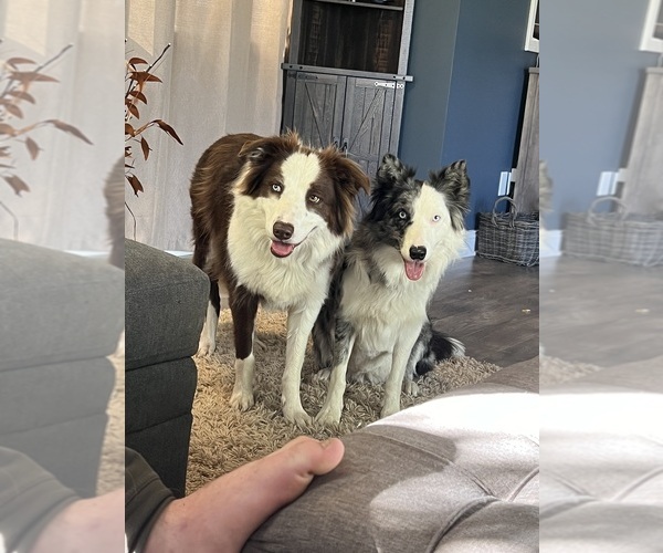 Medium Photo #7  Breeder Profile in BERRIEN SPRINGS, MI, USA