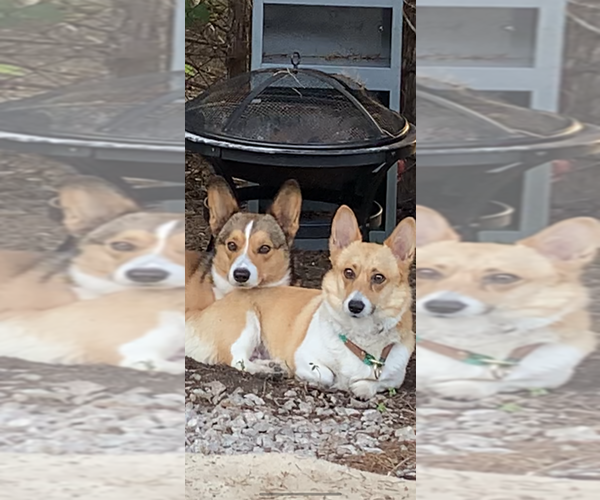 Medium Photo #59  Breeder Profile in MIDLOTHIAN, TX, USA