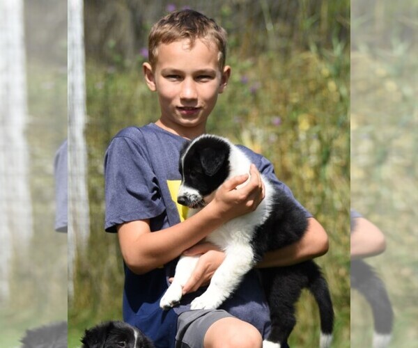 Medium Photo #45  Breeder Profile in PARIS, MI, USA