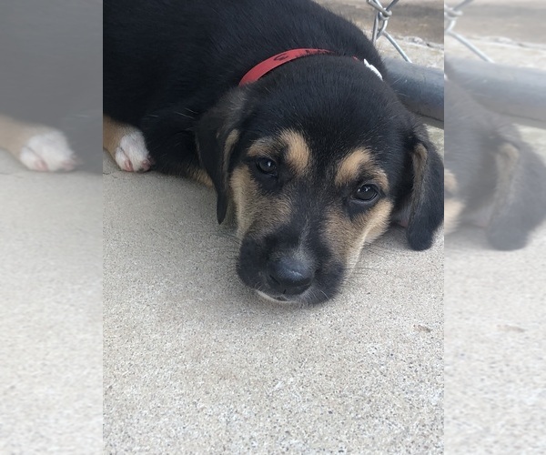 Medium Photo #2  Breeder Profile in WANETTE, OK, USA