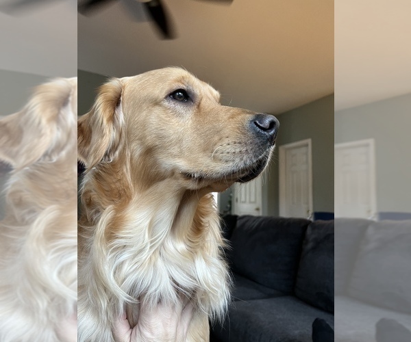 Medium Photo #33  Breeder Profile in SUWANEE, GA, USA
