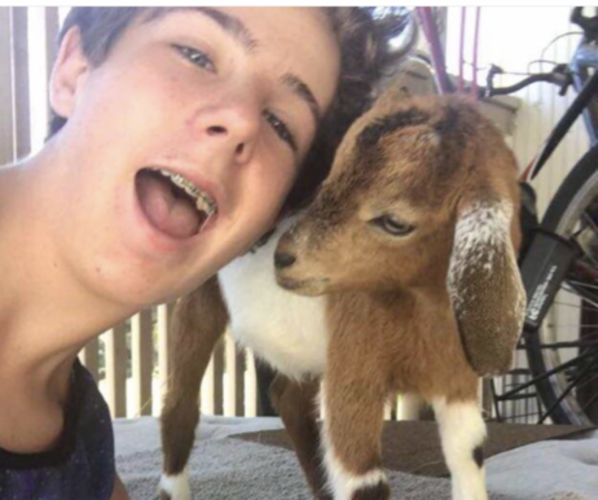 Medium Photo #42  Breeder Profile in MIDLOTHIAN, TX, USA