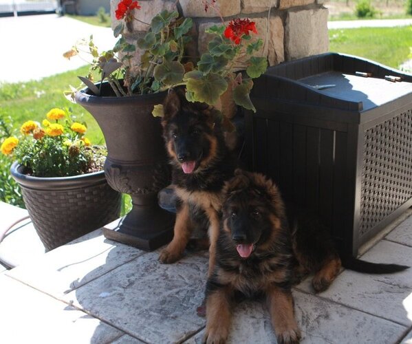 Medium Photo #11  Breeder Profile in AURORA, CO, USA