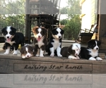 Small Photo #2  Breeder Profile in GEORGETOWN, TX, USA
