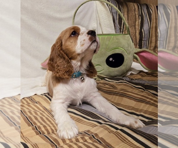 Medium Photo #1  Breeder Profile in HOLYOKE, MA, USA