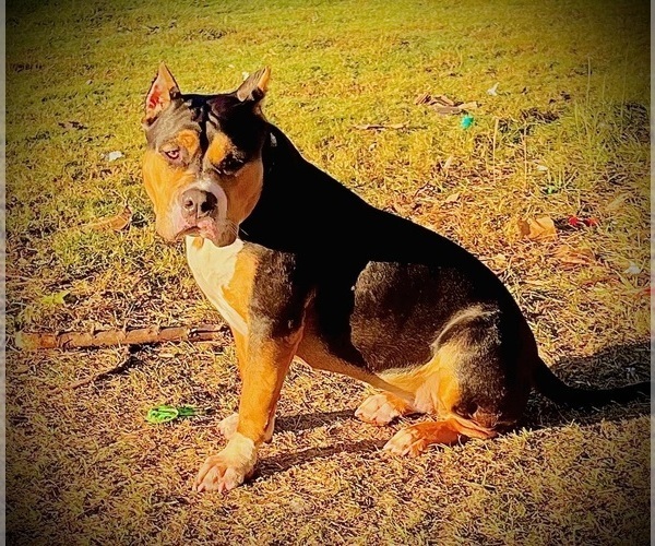 Medium Photo #26  Breeder Profile in FORT MITCHELL, AL, USA