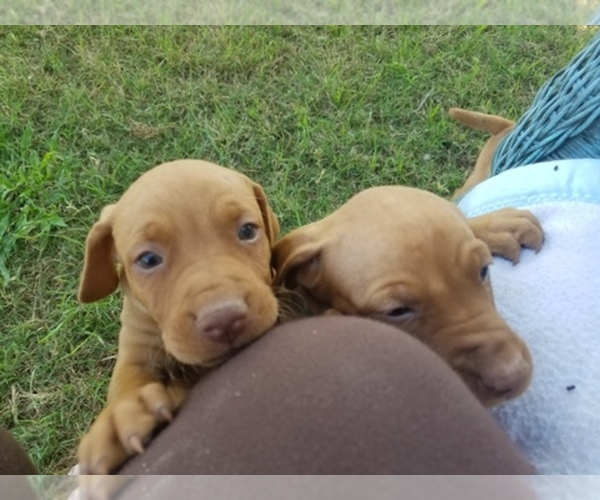 Medium Photo #1  Breeder Profile in HALE CENTER, TX, USA