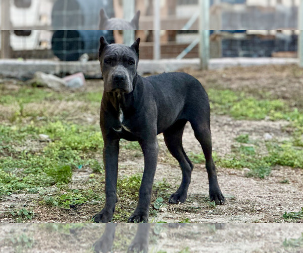 Medium Photo #16  Breeder Profile in REEVESVILLE, SC, USA