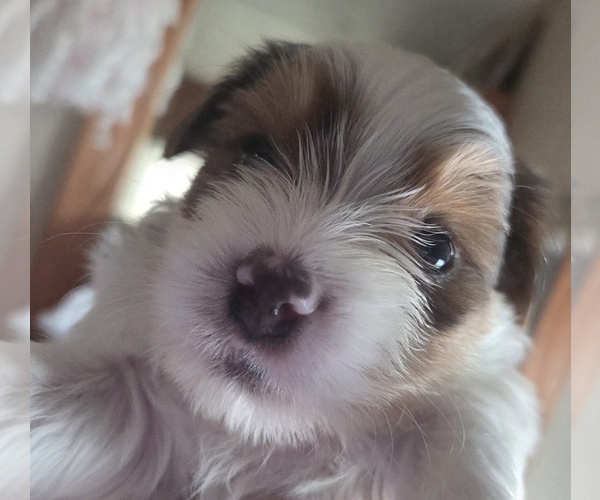 Medium Photo #4  Breeder Profile in MILWAUKIE, OR, USA