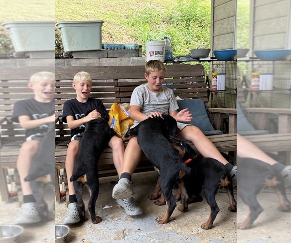 Medium Photo #9  Breeder Profile in GILBERT, WV, USA