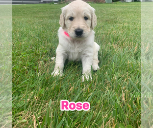 Goldendoodle Dog Breeder near COATESVILLE, PA, USA