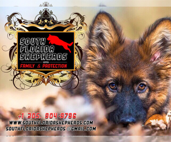 Medium Photo #1  Breeder Profile in MIAMI, FL, USA