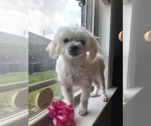 Medium Photo #1  Breeder Profile in HARVEST, AL, USA