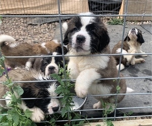Main photo of Saint Bernard Dog Breeder near DENVER, CO, USA