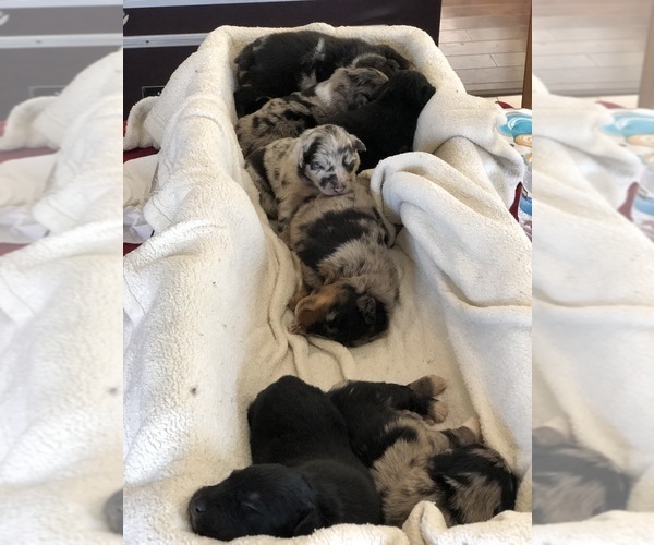 Medium Photo #108  Breeder Profile in SUNNYVALE, CA, USA