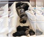 Small #107 Breeder Profile image