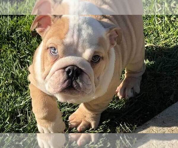 Medium Photo #3  Breeder Profile in FALLBROOK, CA, USA