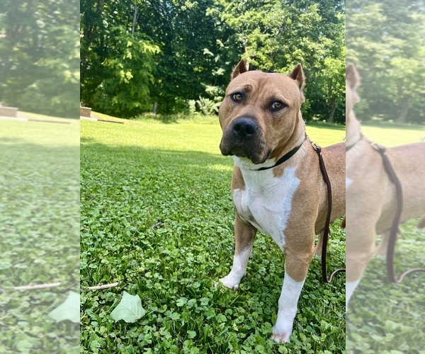 Medium Photo #36  Breeder Profile in GOSHEN, KY, USA