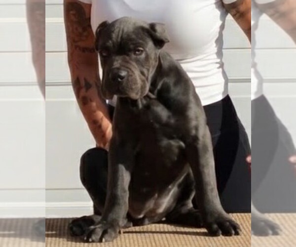 Medium Photo #8  Breeder Profile in AMARILLO, TX, USA