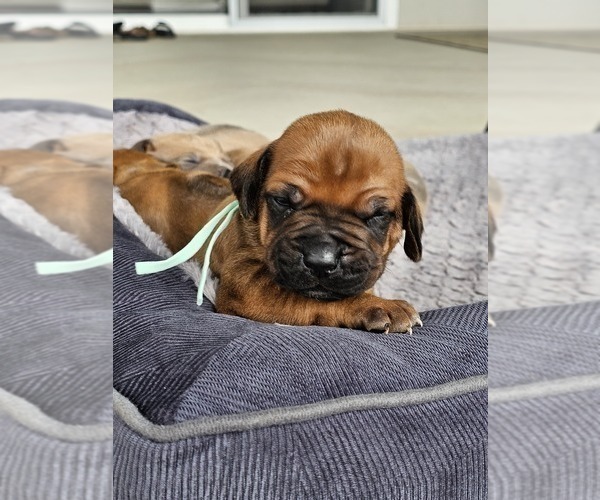 Medium Photo #12  Breeder Profile in BUMPASS, VA, USA