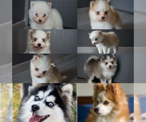 Medium Photo #1  Breeder Profile in SAN FRANCISCO, CA, USA