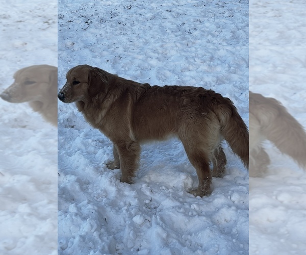 Medium Photo #69  Breeder Profile in FREDONIA, KS, USA