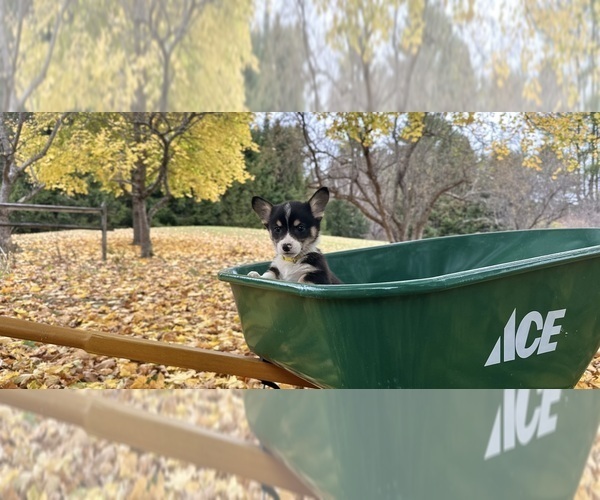 Medium Photo #21  Breeder Profile in PERKINSVILLE, VT, USA