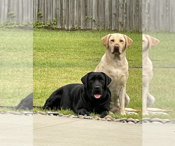 Medium Photo #7  Breeder Profile in LELAND, NC, USA