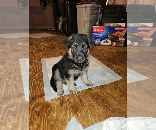 Medium Photo #1  Breeder Profile in MPHS, TN, USA