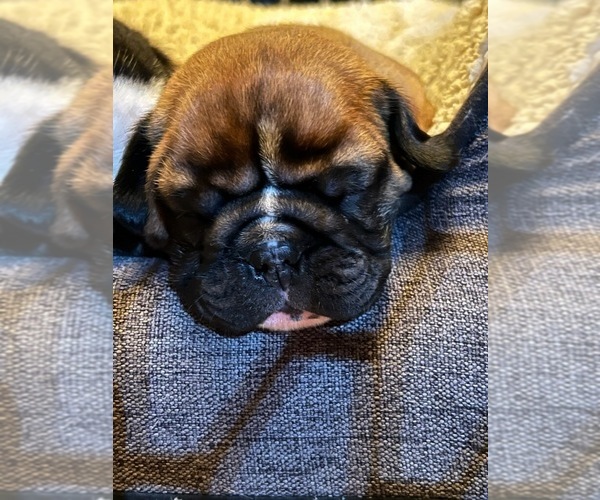 Medium Photo #2  Breeder Profile in POQUOSON, VA, USA