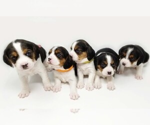 Main photo of Beaglier Dog Breeder near CANOGA PARK, CA, USA
