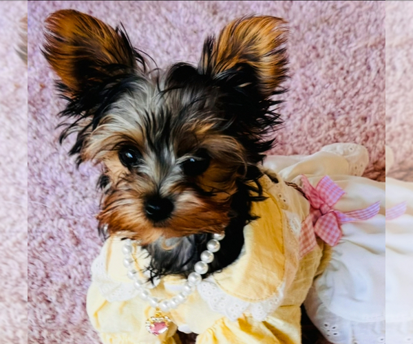 Medium Photo #3  Breeder Profile in BROOKHAVEN, MS, USA