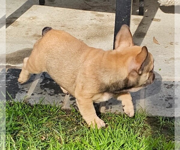 Medium Photo #64  Breeder Profile in CHINO HILLS, CA, USA