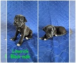 Small #6 Breeder Profile image