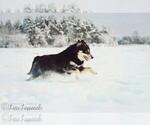 Small #6 Breeder Profile image