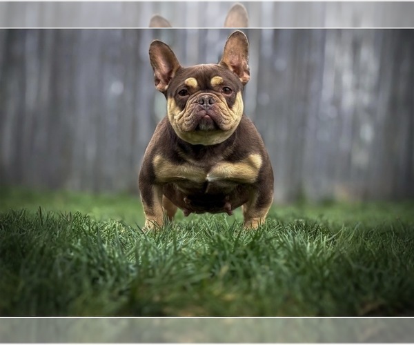 Medium Photo #30  Breeder Profile in BRIDGEWATER, MA, USA