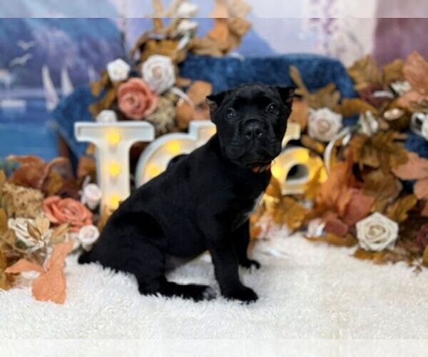 Medium Photo #3  Breeder Profile in OOLOGAH, OK, USA