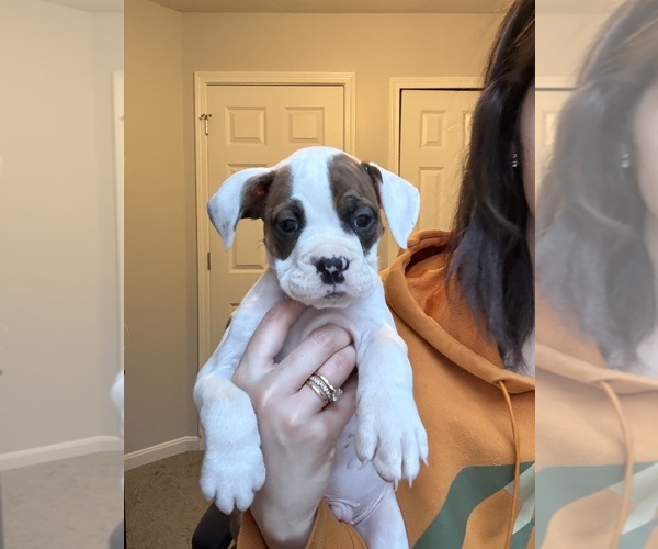 Medium Photo #1  Breeder Profile in MENTOR, OH, USA