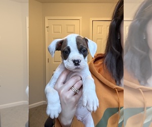 Boxer Dog Breeder near MENTOR, OH, USA