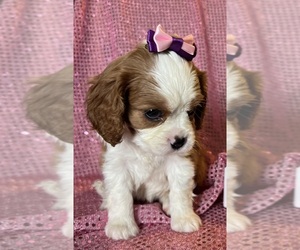 Cavalier King Charles Spaniel Dog Breeder in ABILENE,  USA