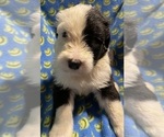 Small #8 Breeder Profile image