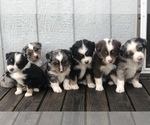 Small Photo #3  Breeder Profile in GEORGETOWN, TX, USA