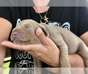 Doberman Pinscher Dog Breeder near HIGH RIDGE, MO, USA